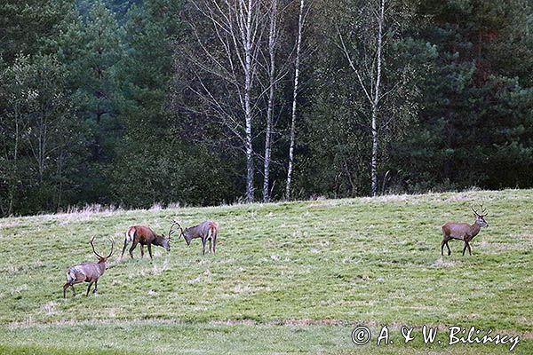 jeleń szlachetny, europejski, Cervus elaphus elaphus jeleń karpacki, rykowisko, Bieszczady, byki, rykowisko