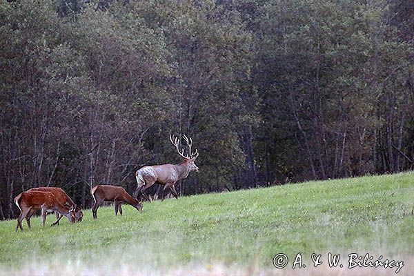 jeleń szlachetny, europejski, Cervus elaphus elaphus jeleń karpacki, rykowisko, Bieszczady, byk i łanie