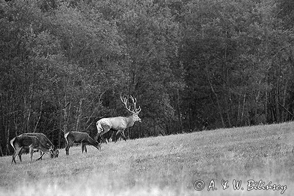 jeleń szlachetny, europejski, Cervus elaphus elaphus jeleń karpacki, rykowisko, Bieszczady, byk i łanie