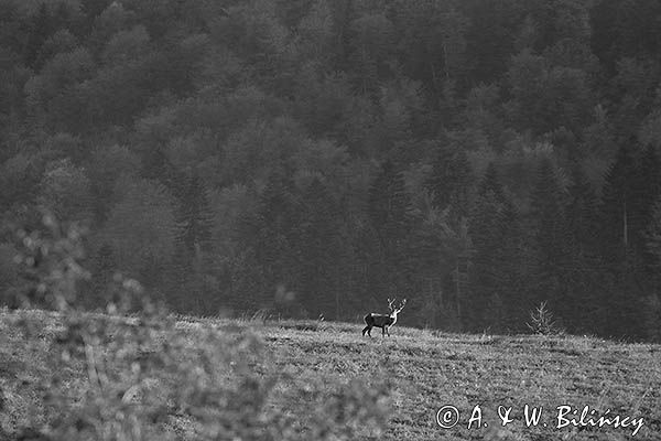 jeleń szlachetny, europejski, Cervus elaphus elaphus jeleń karpacki, rykowisko, Bieszczady, byk
