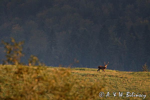 jeleń szlachetny, europejski, Cervus elaphus elaphus jeleń karpacki, rykowisko, Bieszczady, byk