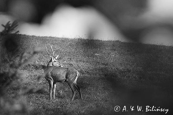 jeleń szlachetny, europejski, Cervus elaphus elaphus jeleń karpacki, rykowisko, Bieszczady, byk