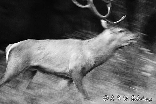 jeleń szlachetny, europejski, Cervus elaphus elaphus jeleń karpacki, rykowisko, Bieszczady, ryczący byk