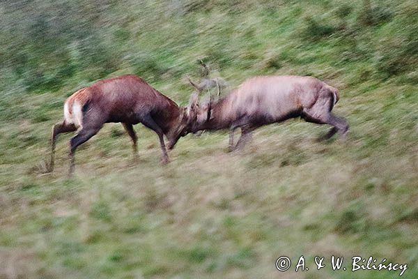 jeleń szlachetny, europejski, Cervus elaphus elaphus jeleń karpacki, rykowisko, Bieszczady, walka byków