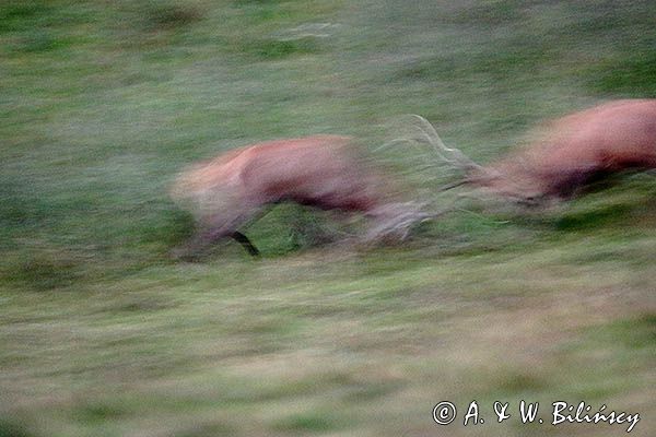 jeleń szlachetny, europejski, Cervus elaphus elaphus jeleń karpacki, rykowisko, Bieszczady, walka byków