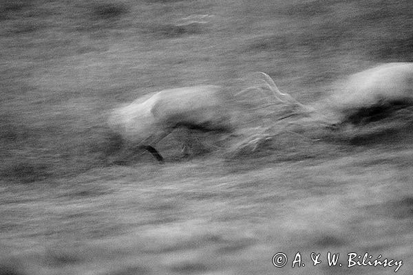 jeleń szlachetny, europejski, Cervus elaphus elaphus jeleń karpacki, rykowisko, Bieszczady, walka byków