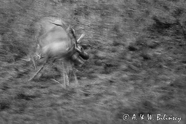 jeleń szlachetny, europejski, Cervus elaphus elaphus jeleń karpacki, rykowisko, Bieszczady, walka byków