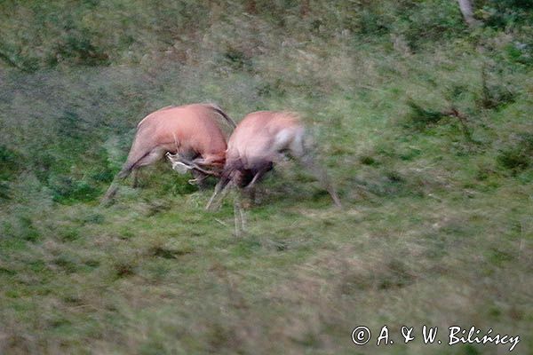 jeleń szlachetny, europejski, Cervus elaphus elaphus jeleń karpacki, rykowisko, Bieszczady, walka byków
