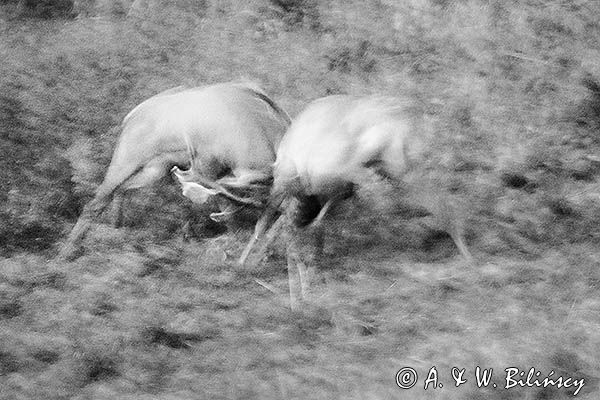 jeleń szlachetny, europejski, Cervus elaphus elaphus jeleń karpacki, rykowisko, Bieszczady, walka byków