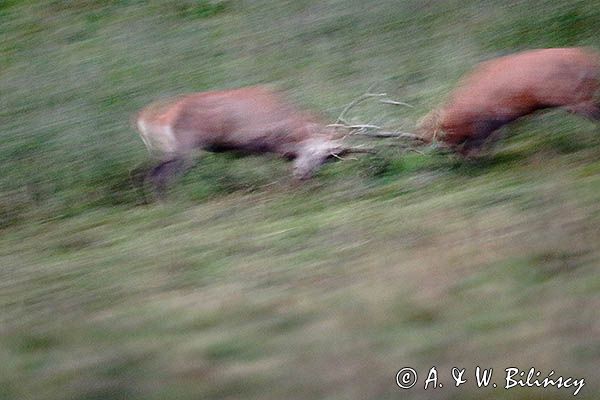 jeleń szlachetny, europejski, Cervus elaphus elaphus jeleń karpacki, rykowisko, Bieszczady, walka byków