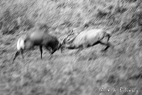 jeleń szlachetny, europejski, Cervus elaphus elaphus jeleń karpacki, rykowisko, Bieszczady, walka byków
