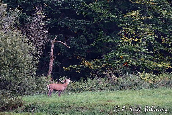 jeleń szlachetny, europejski, Cervus elaphus elaphus jeleń karpacki, rykowisko, Bieszczady, ryczący byk