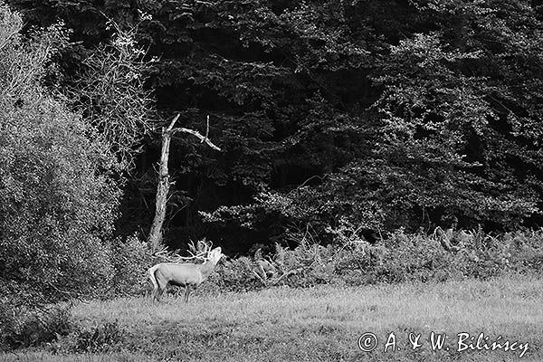 jeleń szlachetny, europejski, Cervus elaphus elaphus jeleń karpacki, rykowisko, Bieszczady, ryczący byk