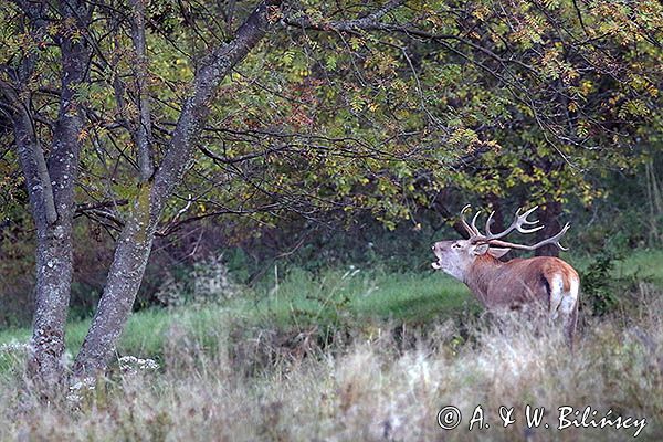 jeleń szlachetny, europejski, Cervus elaphus elaphus jeleń karpacki, rykowisko, Bieszczady, byk ryczący