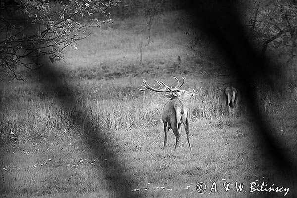 jeleń szlachetny, europejski, Cervus elaphus elaphus jeleń karpacki, rykowisko, Bieszczady, byk