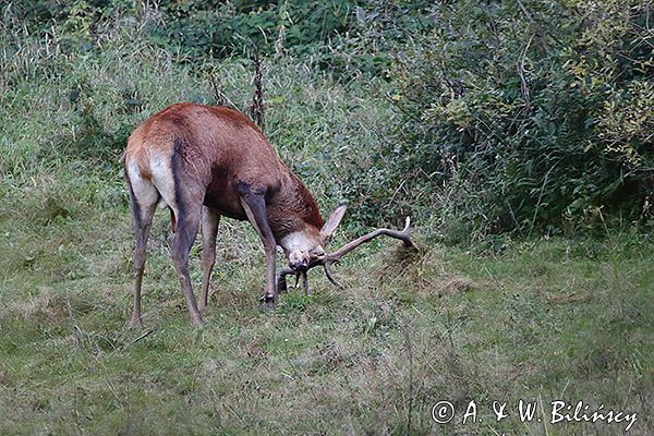 jeleń szlachetny, europejski, Cervus elaphus elaphus jeleń karpacki, rykowisko, Bieszczady, byk