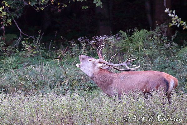 jeleń szlachetny, europejski, Cervus elaphus elaphus jeleń karpacki, rykowisko, Bieszczady, ryczący byk