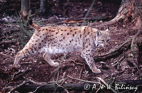 ryś Lynx lynx