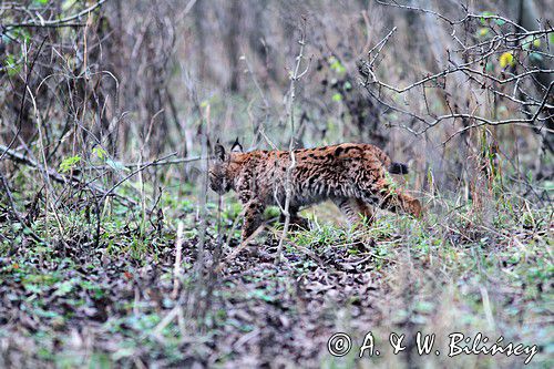 młody ryś, Lynx lynx