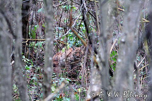 młody ryś, Lynx lynx