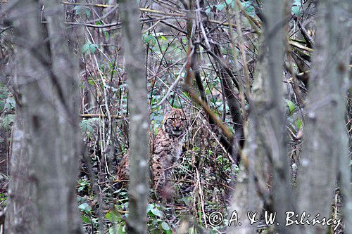 młody ryś, Lynx lynx