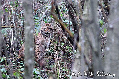 młody ryś, Lynx lynx