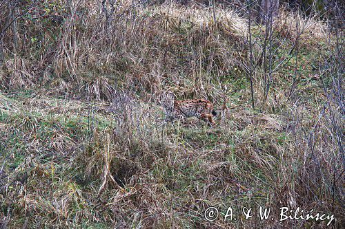 młody ryś, Lynx lynx