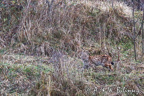 młody ryś, Lynx lynx