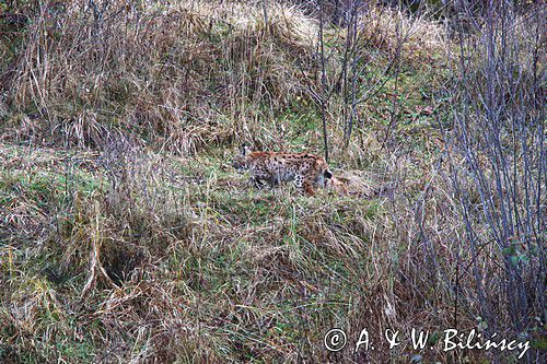 młody ryś, Lynx lynx