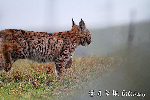 młody ryś, Lynx lynx