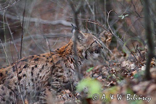 młody ryś, Lynx lynx