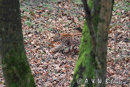 młody ryś, Lynx lynx