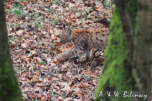 młody ryś, Lynx lynx