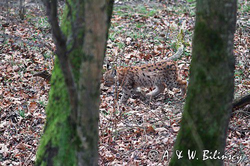 młody ryś, Lynx lynx