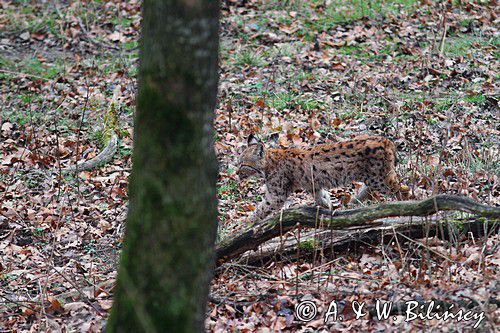 młody ryś, Lynx lynx