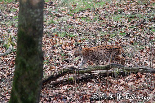 młody ryś, Lynx lynx