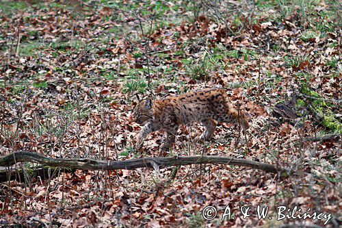 młody ryś, Lynx lynx