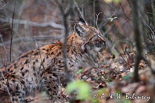 młody ryś, Lynx lynx