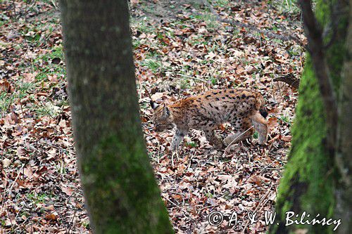 młody ryś, Lynx lynx