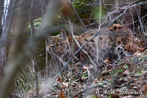 młody ryś, Lynx lynx