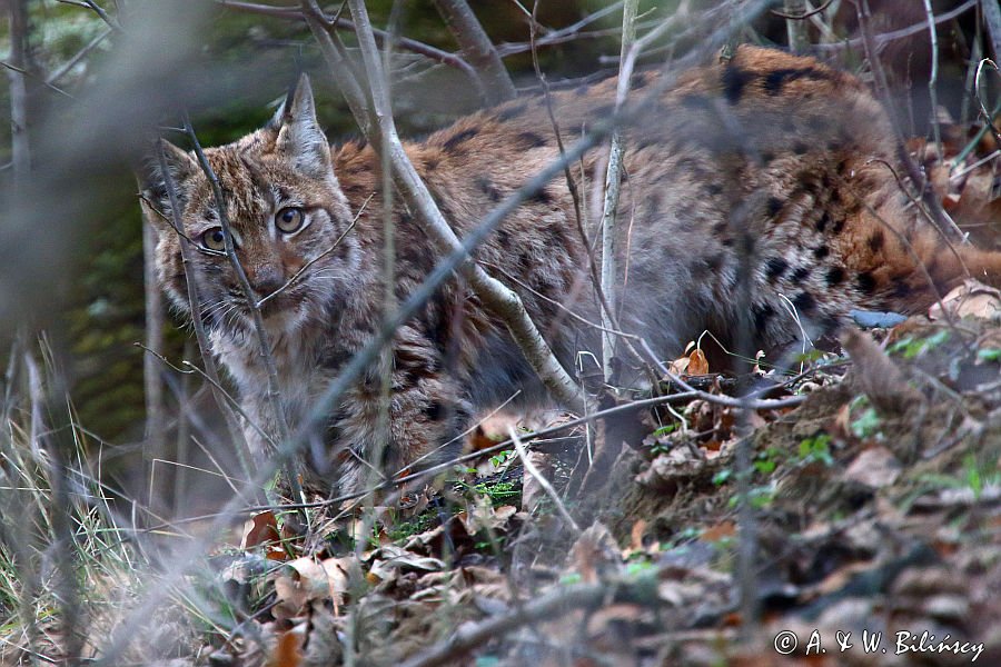 młody ryś, Lynx lynx