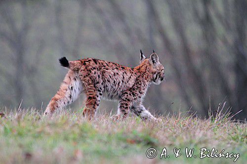 młody ryś, Lynx lynx