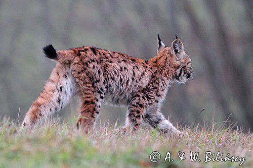 młody ryś, Lynx lynx