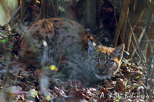 młody ryś, Lynx lynx