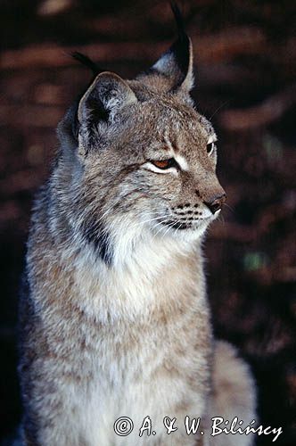 ryś Lynx lynx