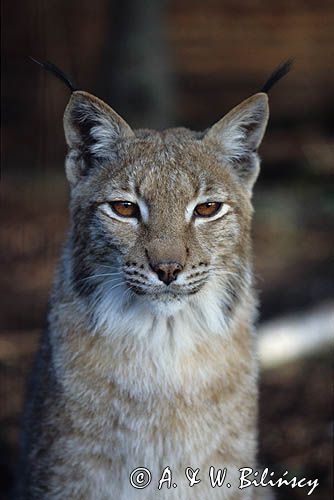 ryś Lynx lynx