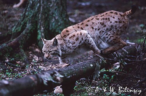 ryś Lynx lynx