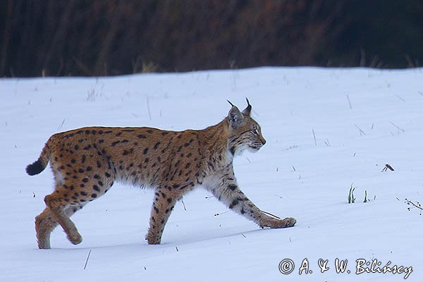 Ryś, Lynx lynx