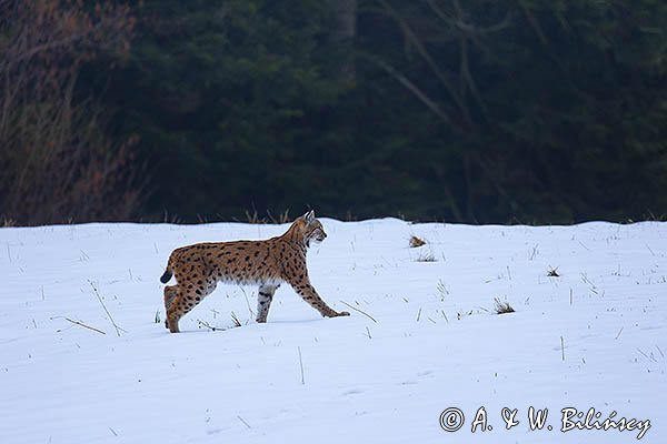 Ryś, Lynx lynx