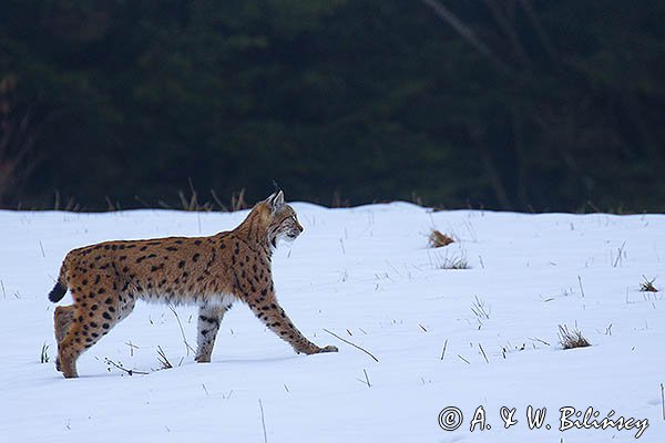 Ryś, Lynx lynx
